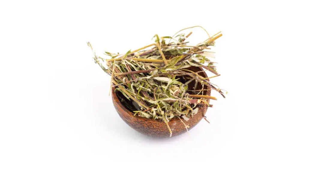 Mugwort incense for healing and clarity